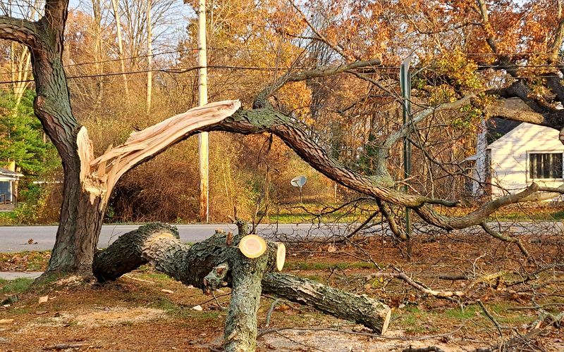 Emergency tree service Rapid City SD