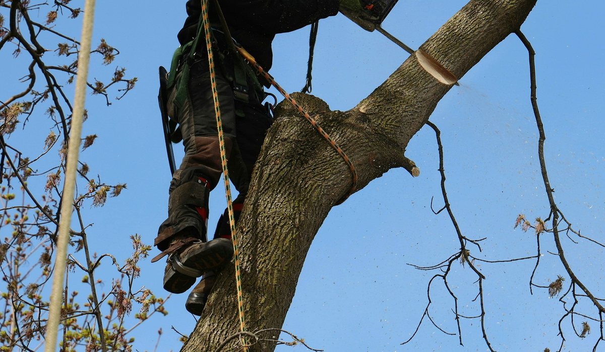 Tree trimming in Rapid City SD